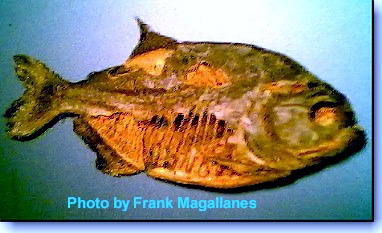P. nattereri, photo by Frank Magallanes