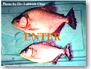 Click here to ENTER main album