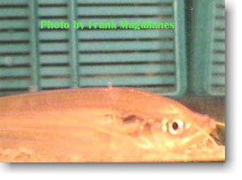 Though the photo doesn't show it to clearly, the teeth are arrowheaded and quite sharp too. (OPEFE� Photo)
