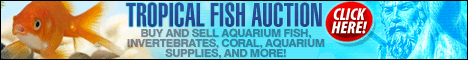 Click on the banner to access Tropical Fish Auction