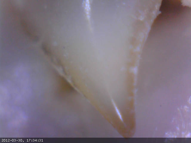 Serrasalmus brandtii, Sharp tooth, photo by Frank Magallanes