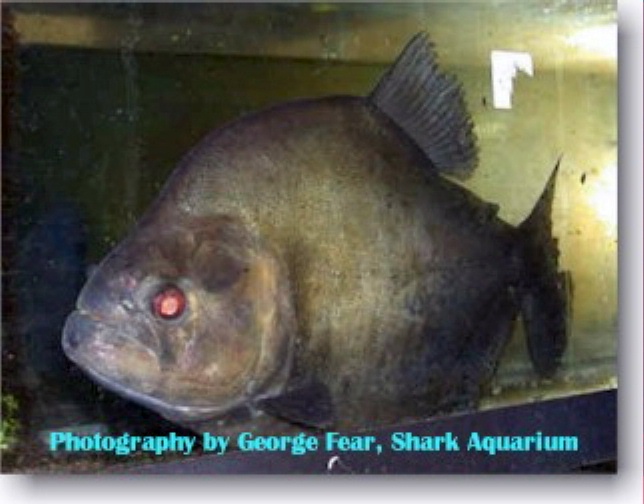 Photo property of Shark Aquarium. Permission given OPEFE use.