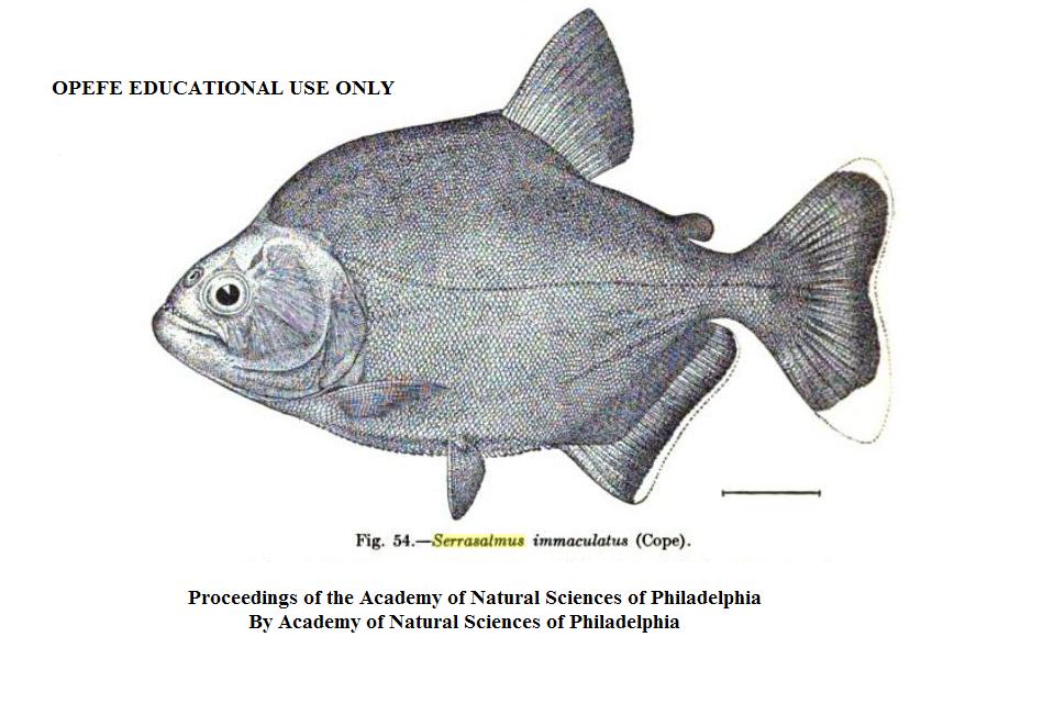 Serrasalmo immaculatus Cope, Proc. Amer. Philos, Soc, Phila XVII, 1877-78 (May 17, 1878) p. 692. OPEFE Educational use only