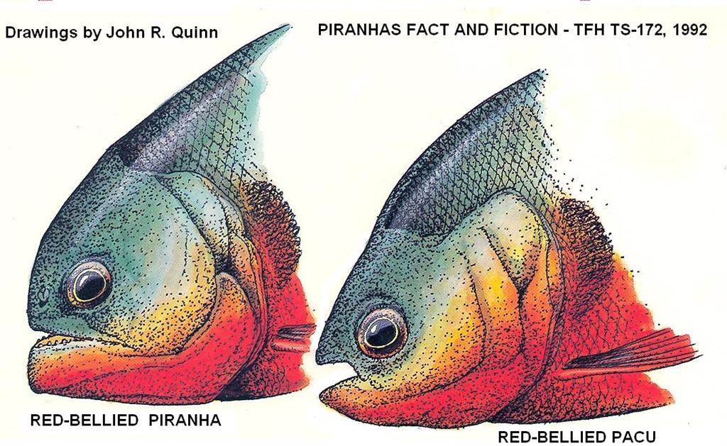 HOW TO IDENTIFY PIRANHA FROM A PACU